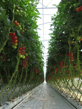 Blick in das Gewächshaus und die dort in den Rinnensystemen wachsenden Tomaten. (ISOE, 2024). 